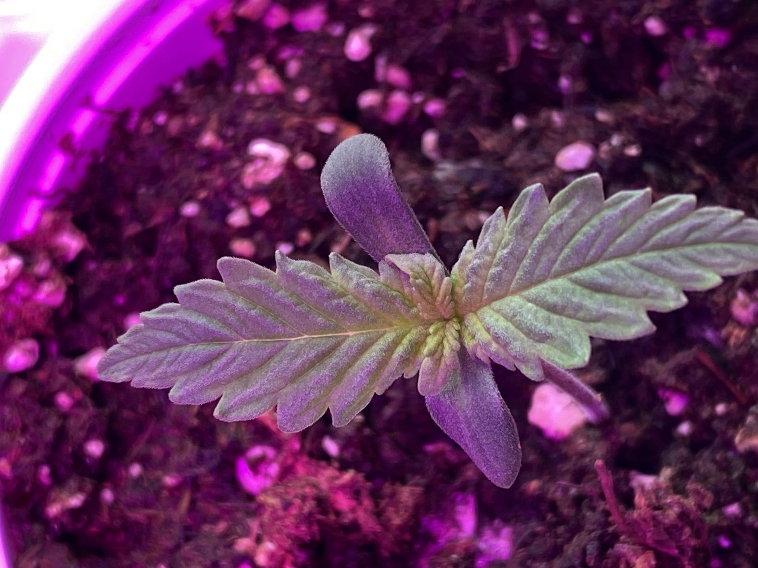 How to Keep Soil Warm Indoors » 420 Method