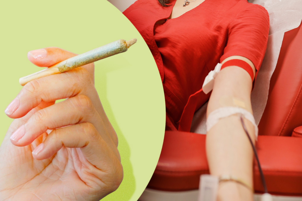 Can You Donate Plasma if You Smoke Weed? » 420 Method