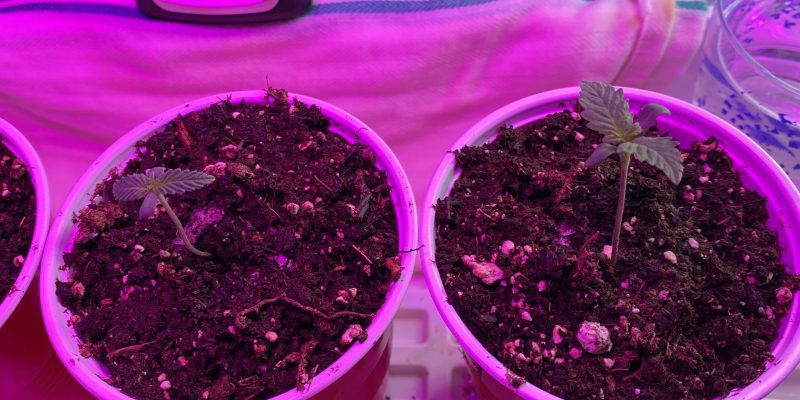 Best Cheap Grow Medium for Hydroponics 