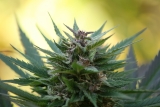 Best Organic Nutrients for Outdoor Grow