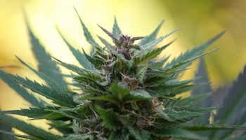 Best Organic Nutrients for Outdoor Grow