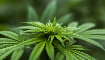 Tropic Thunder Strain Review
