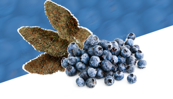 Blueberry Diesel Strain Review