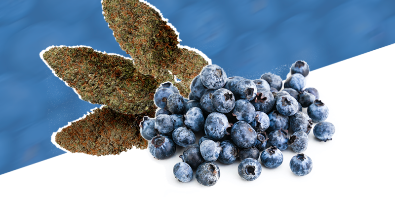Blueberry Diesel Strain Review