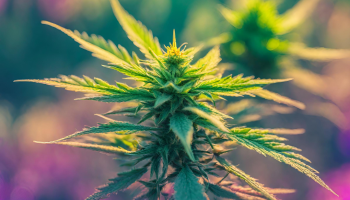 CBC Cannabinoid Effects