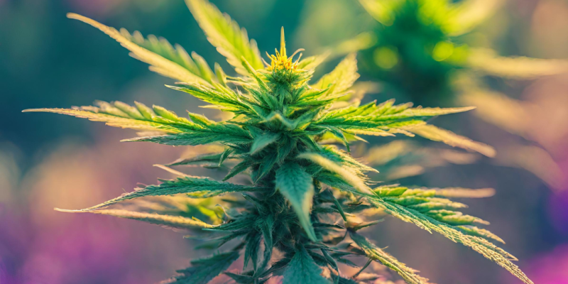 CBC Cannabinoid Effects