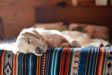 Does CBD Help Dogs Sleep at Night