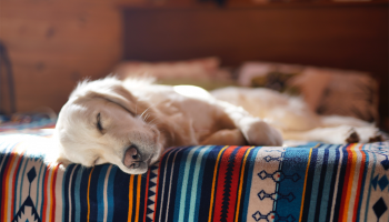 Does CBD Help Dogs Sleep at Night