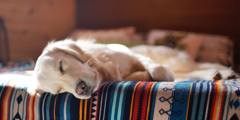 Does CBD Help Dogs Sleep at Night