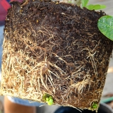 How to Cure Root Rot in Soil