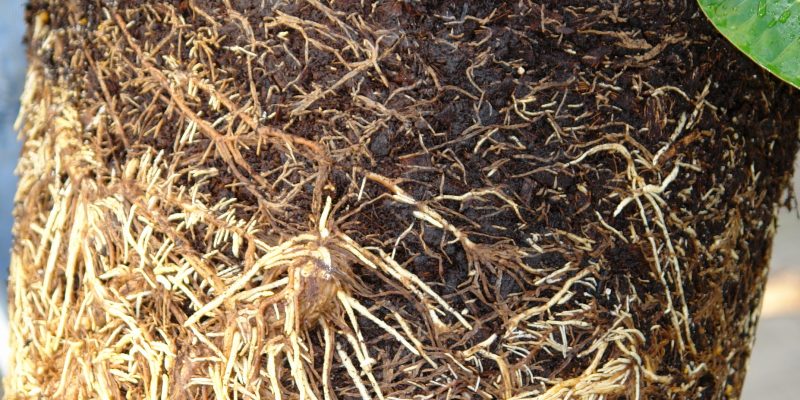 How to Cure Root Rot in Soil