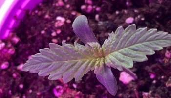 How to Keep Soil Warm Indoors