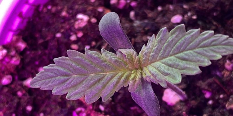 How to Keep Soil Warm Indoors