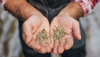 How to Start Feminized Seeds