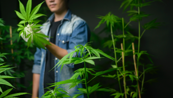 What is Hemp Derived Delta 9 THC