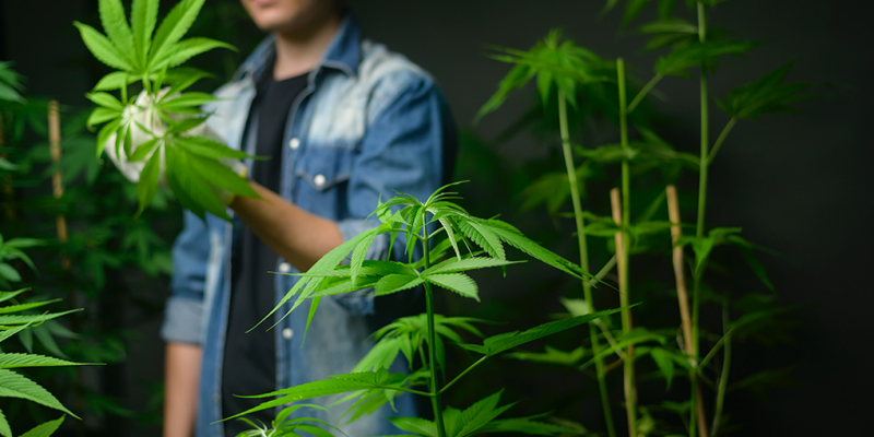 What is Hemp Derived Delta 9 THC