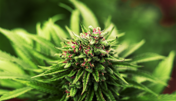 What is PHC Weed: What to know about H4CBD