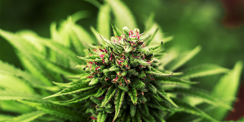 What is PHC Weed: What to know about H4CBD