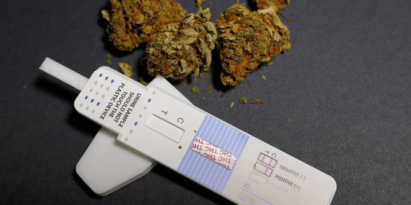  Will CBD Show on a Probation Drug Test?
