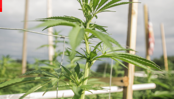 Germinating Cannabis Seeds in Paper Towel vs Soil