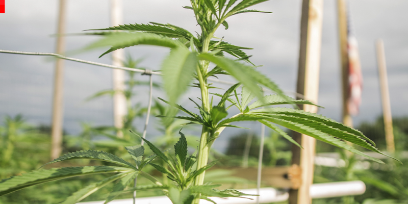 Germinating Cannabis Seeds in Paper Towel vs Soil