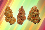Most Popular Sativa Strains