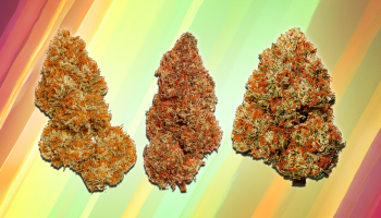 Most Popular Sativa Strains